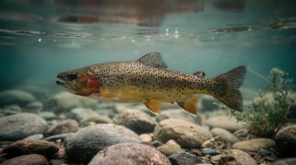 A cutthroat trout in clear water, showing the red-orange slash under its jaw