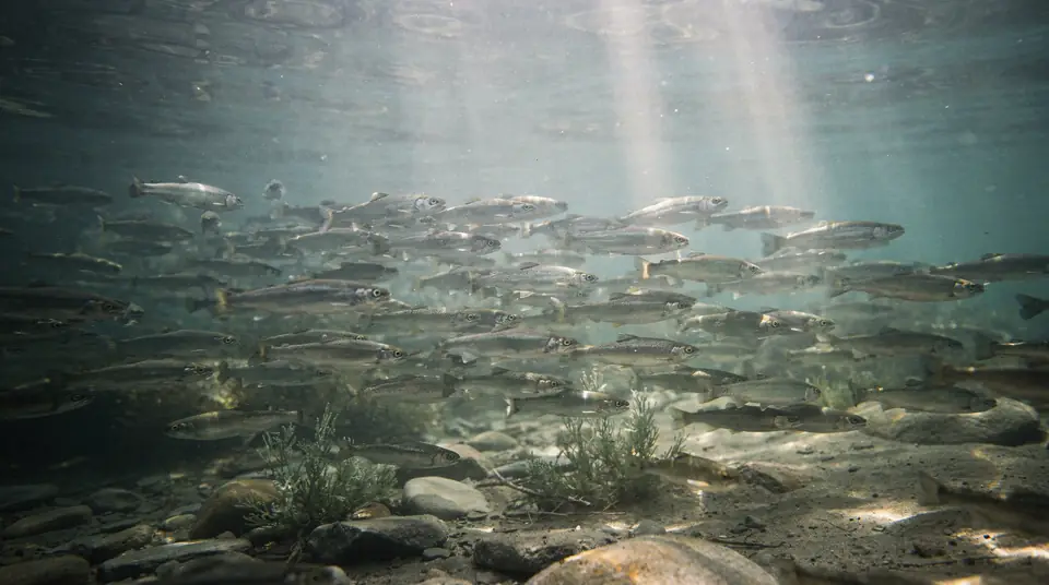 A school of small silver trout swimming in clear water