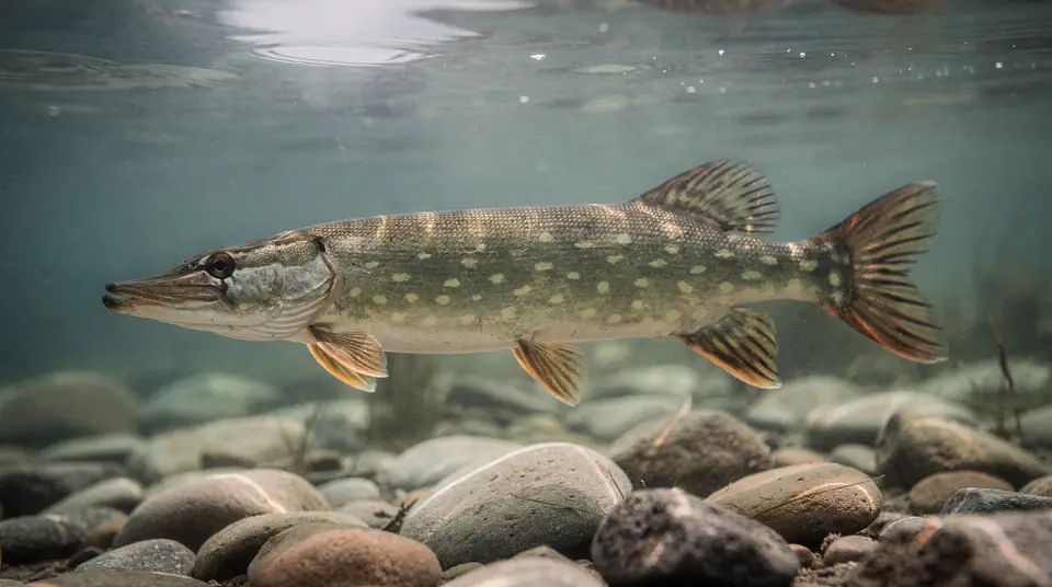 A northern pike with rows of pale spots and a long snout among weeds