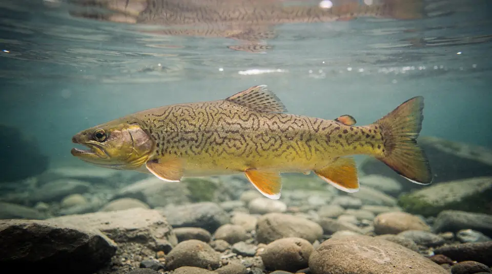 A tiger trout with bold dark maze-like markings over a golden body